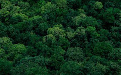 Comment entretenir vos créations en bois pour les sublimer durablement ?