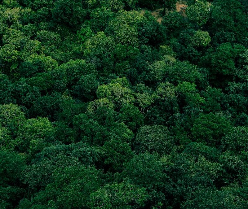 Comment entretenir vos créations en bois pour les sublimer durablement ?